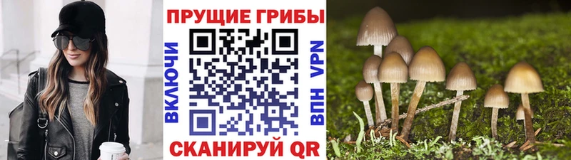 МЕГА как зайти  Богучар  Псилоцибиновые грибы прущие грибы  наркотики 